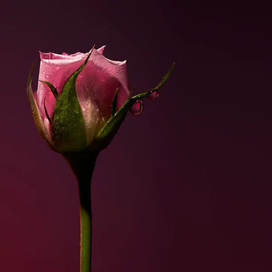 Rose Shot Extrait De Parfum 100ml