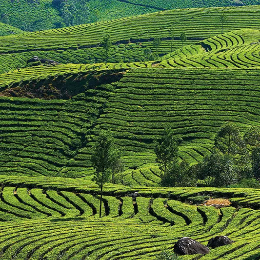 Smoky Soul Extrat De Parfum 100ml