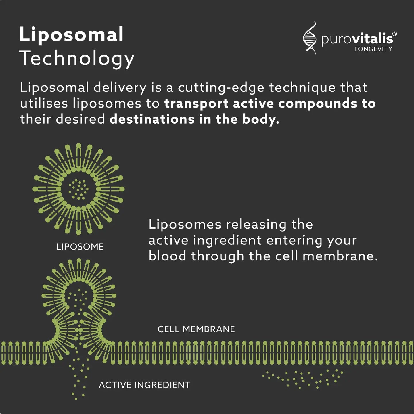 Purovitalis Liposomal Quercetin – 125mg, 5x Absorption