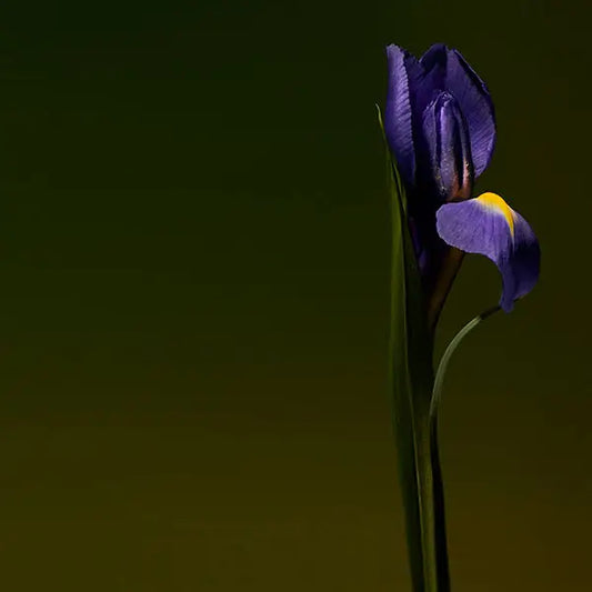 Iris Shot Extrait De Parfum 100ml