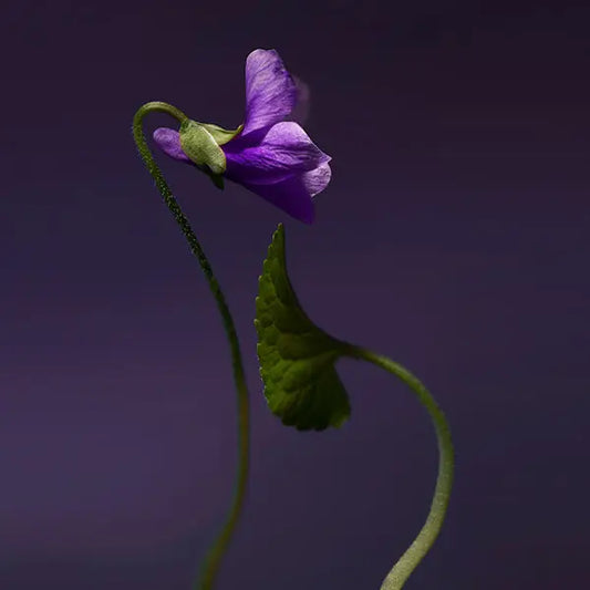 Violet Shot Extrait De Parfum 100ml