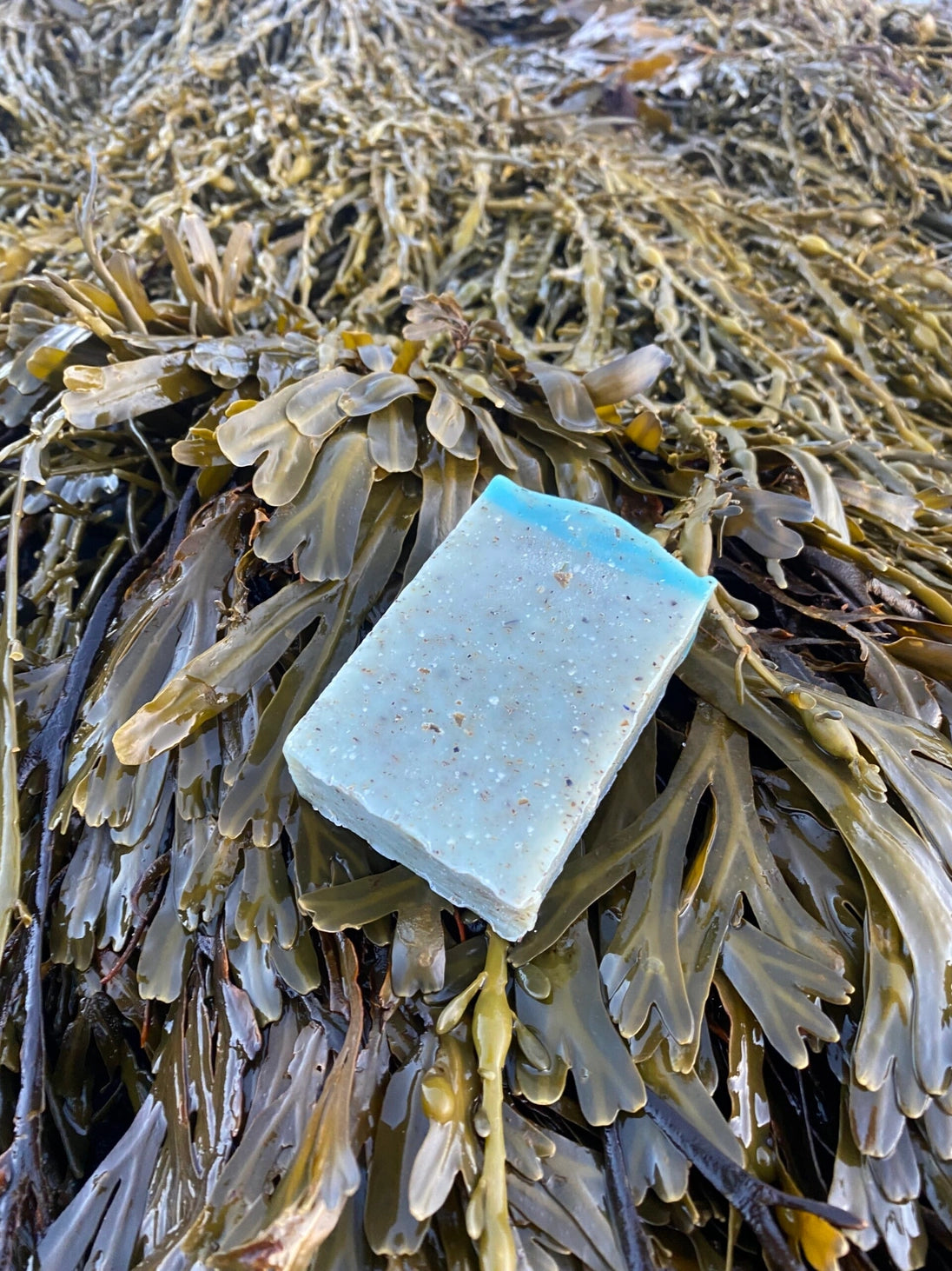Seaweed Soap 12 pack